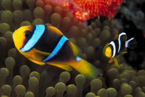 电子竞技：一场关于智慧、策略与意志力的终极较量